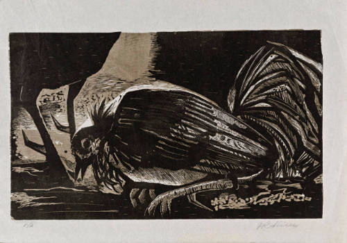 Gallo muerto